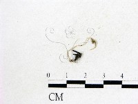 蟲草屬藏品圖，第1張