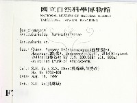 木耳屬藏品圖，第2張