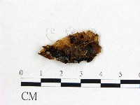 木耳屬藏品圖，第1張