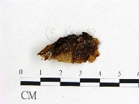 木耳屬藏品圖，第3張