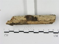 絲齒菌屬藏品圖，第3張