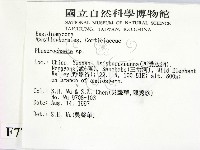 顯絲菌屬藏品圖，第2張