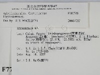 絲皮菌屬藏品圖，第2張