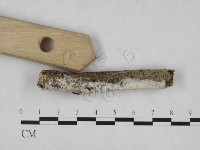 絲皮菌屬藏品圖，第3張