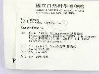 顯絲菌屬藏品圖，第2張