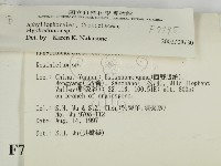 絲齒菌屬藏品圖，第2張