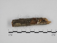 絲齒菌屬藏品圖，第3張