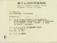 蜂窩菌屬藏品圖，第2張