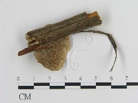 蜂窩菌屬藏品圖，第3張