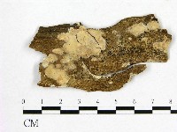 登錄號:F0007802藏品圖，第1張