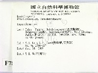 假芝屬藏品圖，第2張