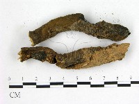 假芝屬藏品圖，第3張