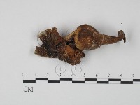 登錄號:F0007807藏品圖，第1張