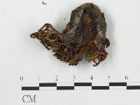 登錄號:F0007814藏品圖，第1張