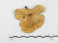 登錄號:F0007816藏品圖，第3張