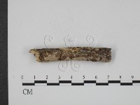 登錄號:F0007817藏品圖，第1張