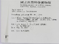 剛毛絲皮菌藏品圖，第2張