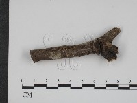 登錄號:F0007820藏品圖，第3張