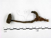 假芝屬藏品圖，第1張