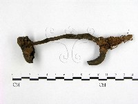 假芝屬藏品圖，第3張