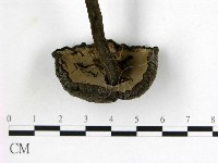 假芝屬藏品圖，第3張