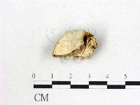 登錄號:F0007825藏品圖，第1張