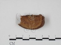 登錄號:F0007831藏品圖，第1張