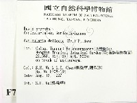 皺木耳藏品圖，第2張