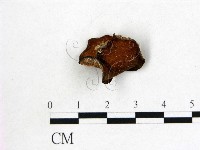 皺木耳藏品圖，第3張