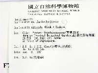 木耳藏品圖，第2張