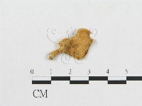 多孔菌屬藏品圖，第1張