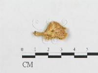 多孔菌屬藏品圖，第3張