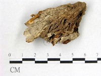 波邊革菌屬藏品圖，第3張