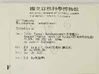 革菌屬藏品圖，第2張