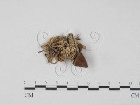 革菌屬藏品圖，第1張