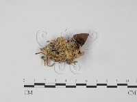 革菌屬藏品圖，第3張