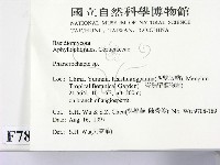 顯絲菌屬藏品圖，第2張