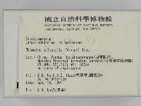 東方栓菌藏品圖，第2張