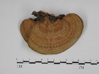 東方栓菌藏品圖，第1張