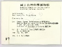 膠孔菌屬藏品圖，第2張