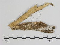 登錄號:F0007841藏品圖，第1張