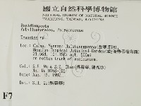 栓菌屬藏品圖，第2張