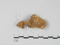 栓菌屬藏品圖，第1張