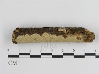 刺皮菌屬藏品圖，第1張