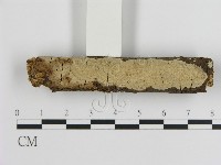 刺皮菌屬藏品圖，第3張