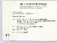 顯絲菌屬藏品圖，第2張