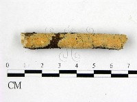 顯絲菌屬藏品圖，第1張
