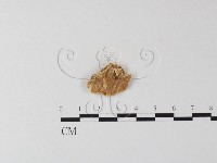 登錄號:F0007848藏品圖，第1張
