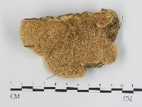 登錄號:F0007853藏品圖，第1張