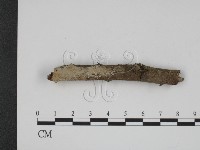 登錄號:F0007858藏品圖，第1張